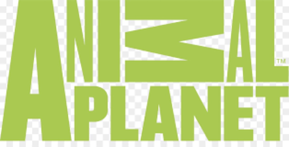 Animal Planet and Spotify logos using green for natural and wellness positioning